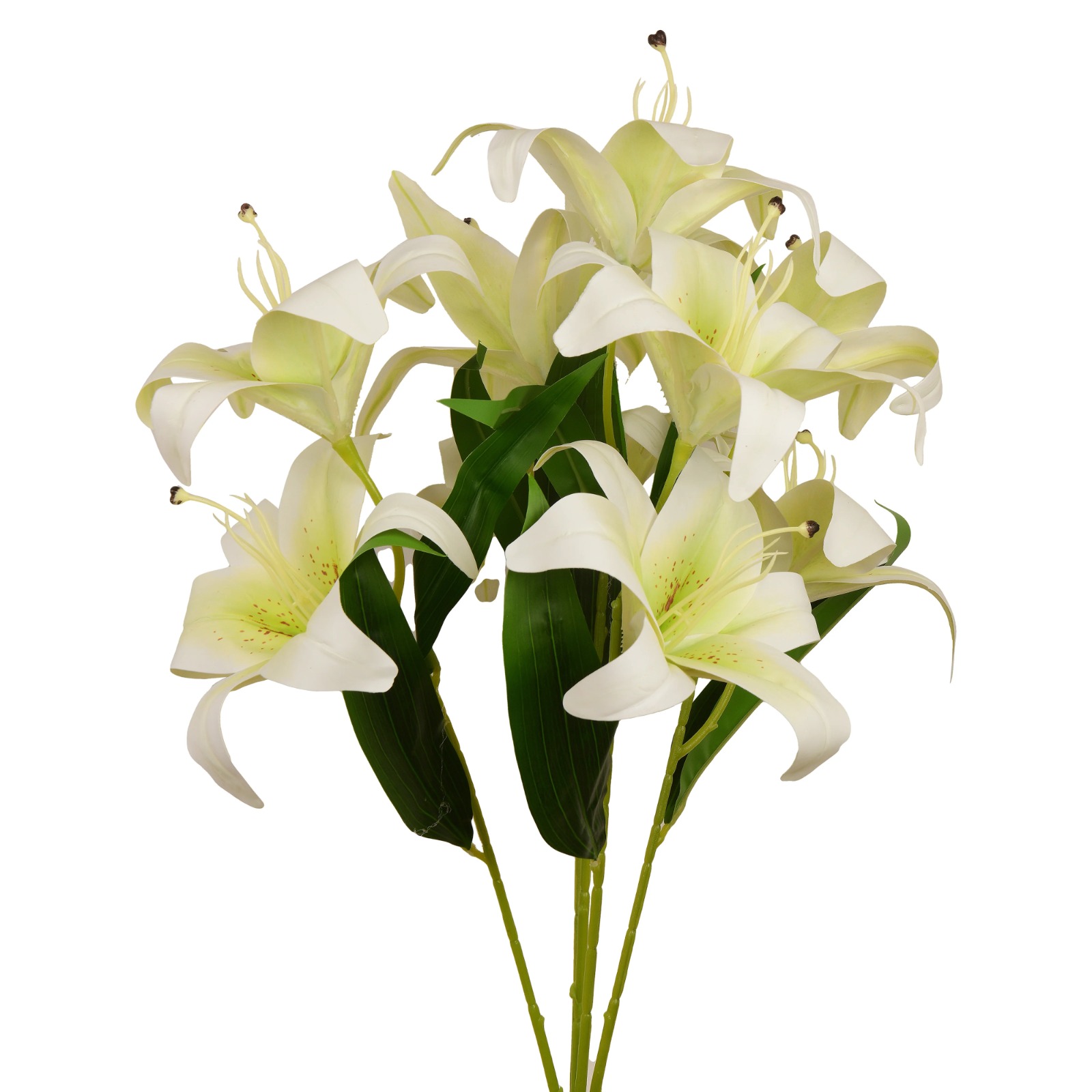 Asiatic Lily