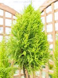 Cypress