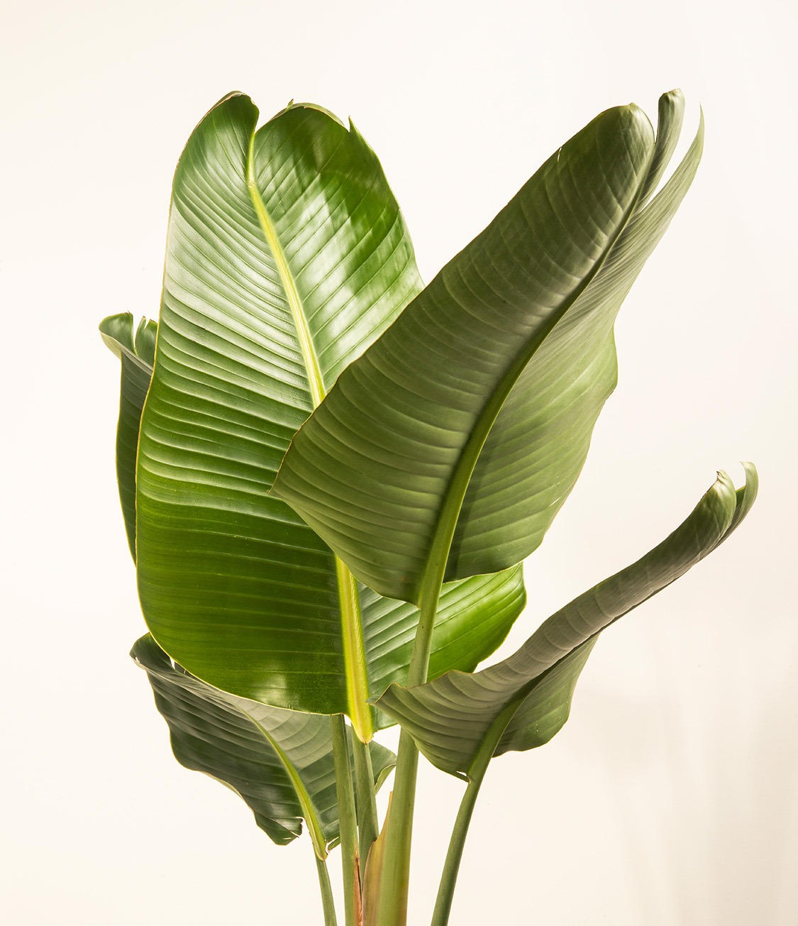 Bird of Paradise