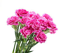 Carnation