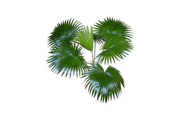 China Palm