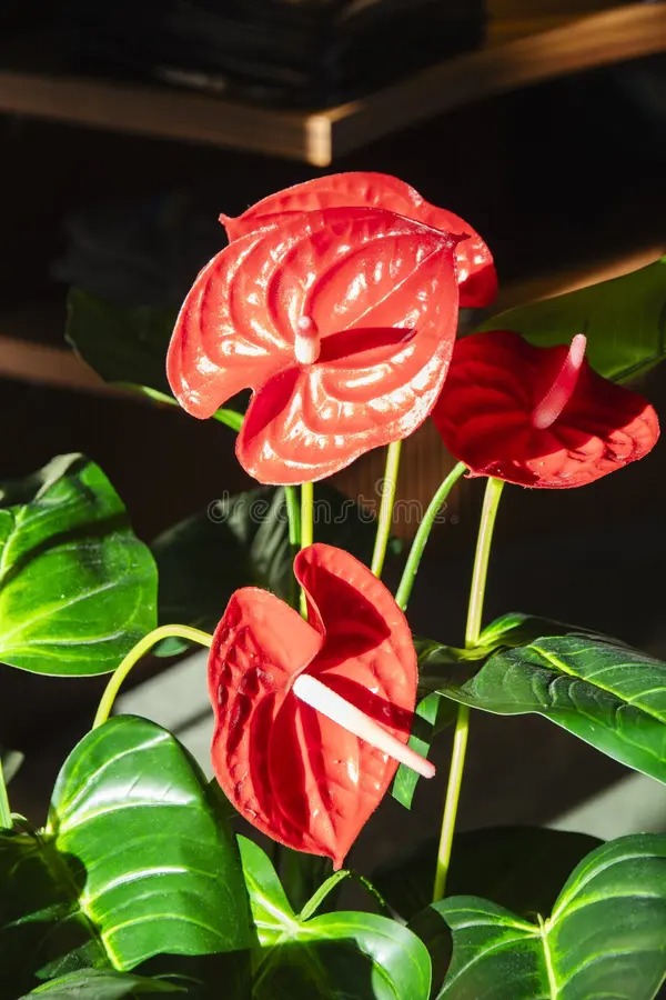 Anthurium