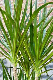 Dracena