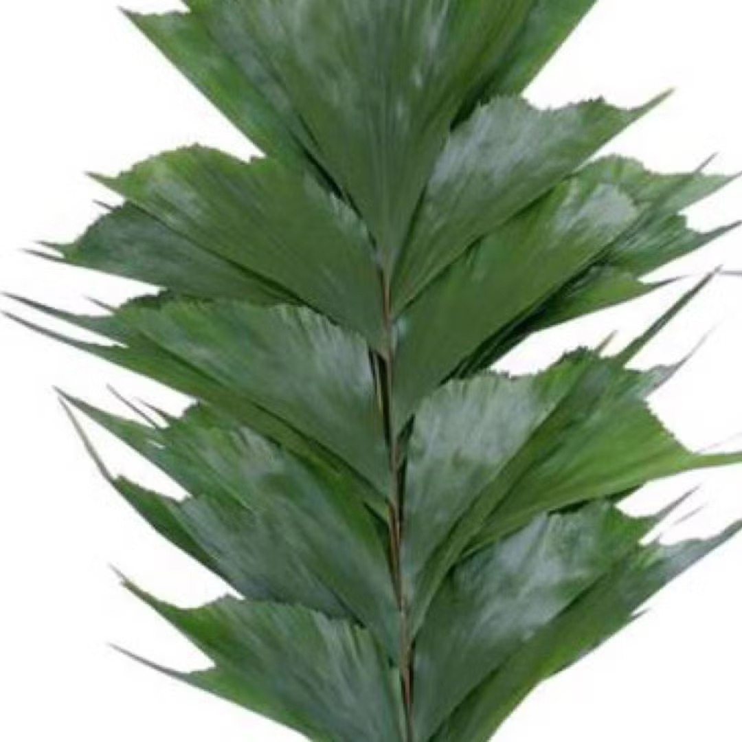 Fish Tail Palm