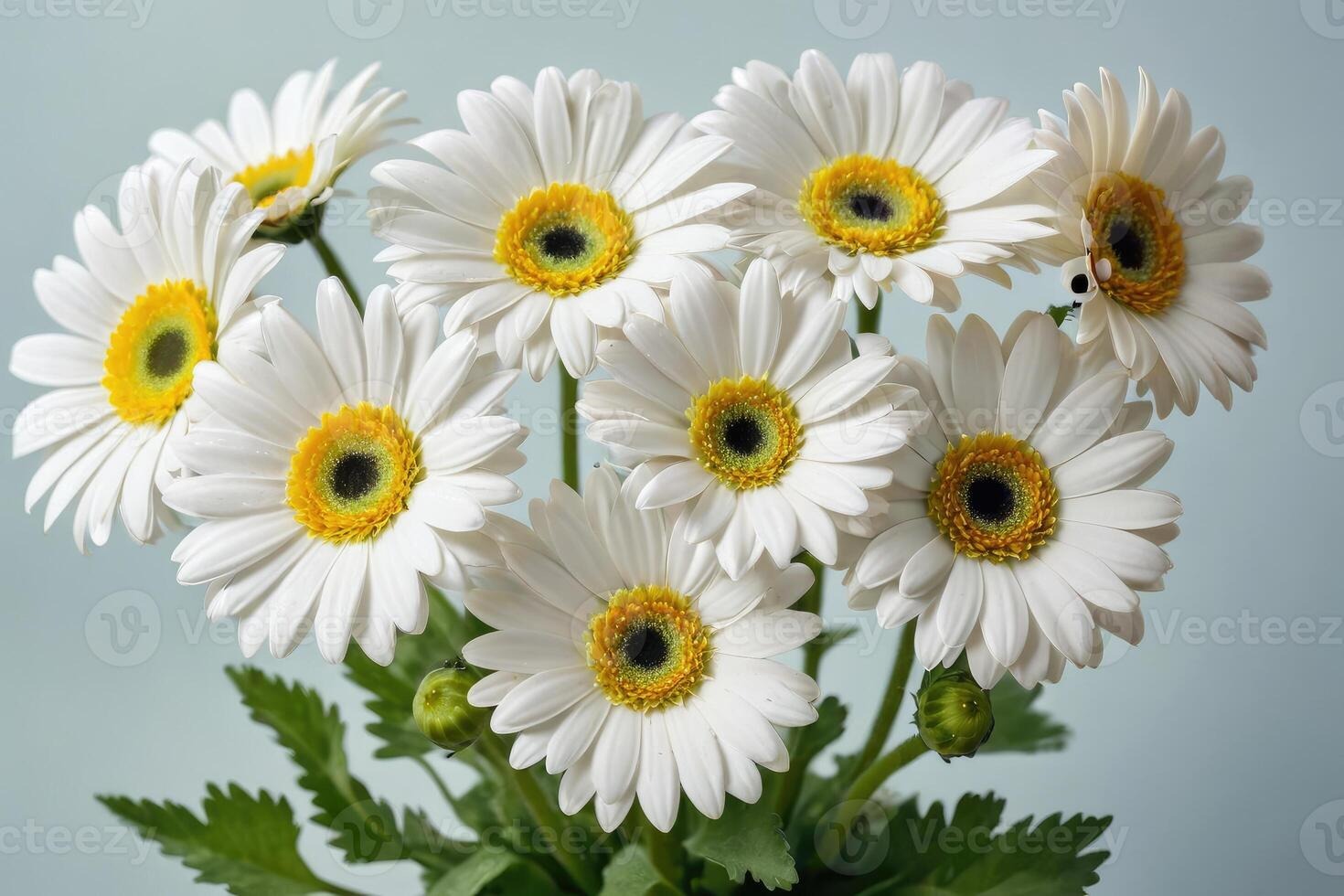 Gerbera