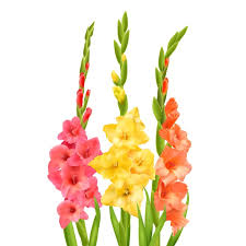 Gladiolus