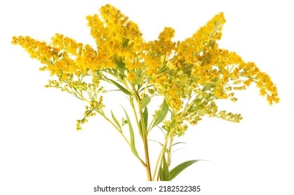 Golden Rod
