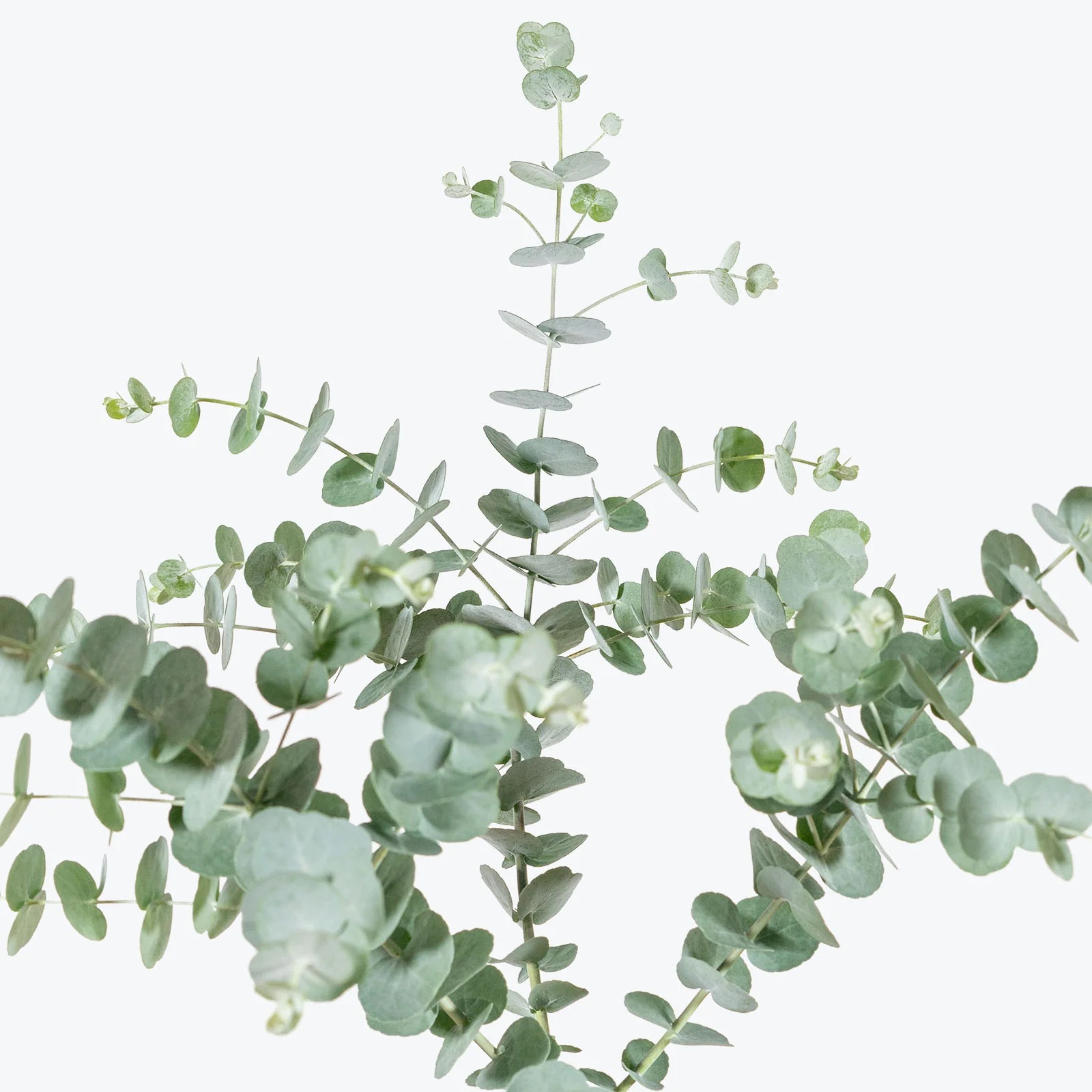 Eucalyptus