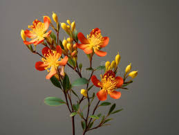 Hypericums