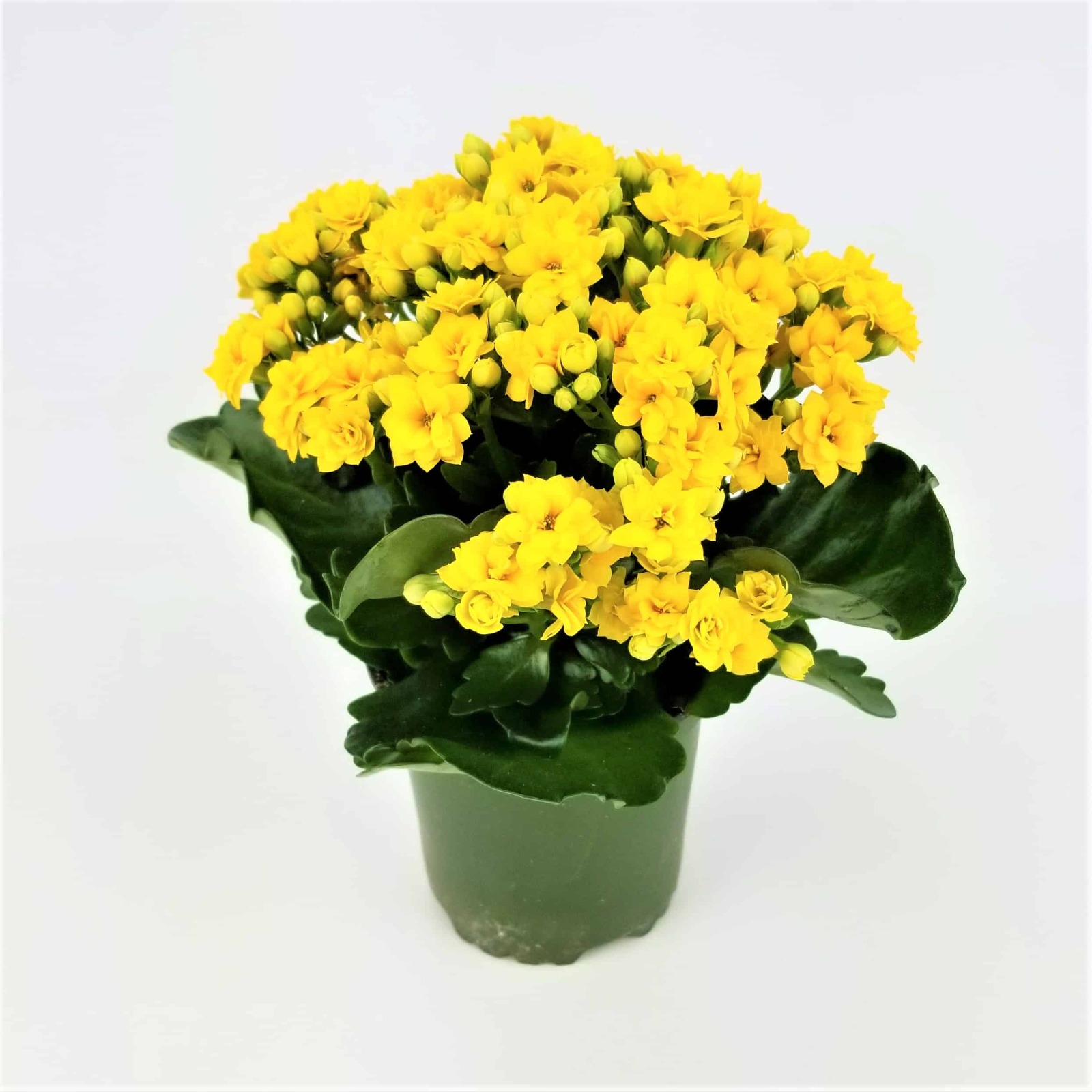 Marigold Saplings