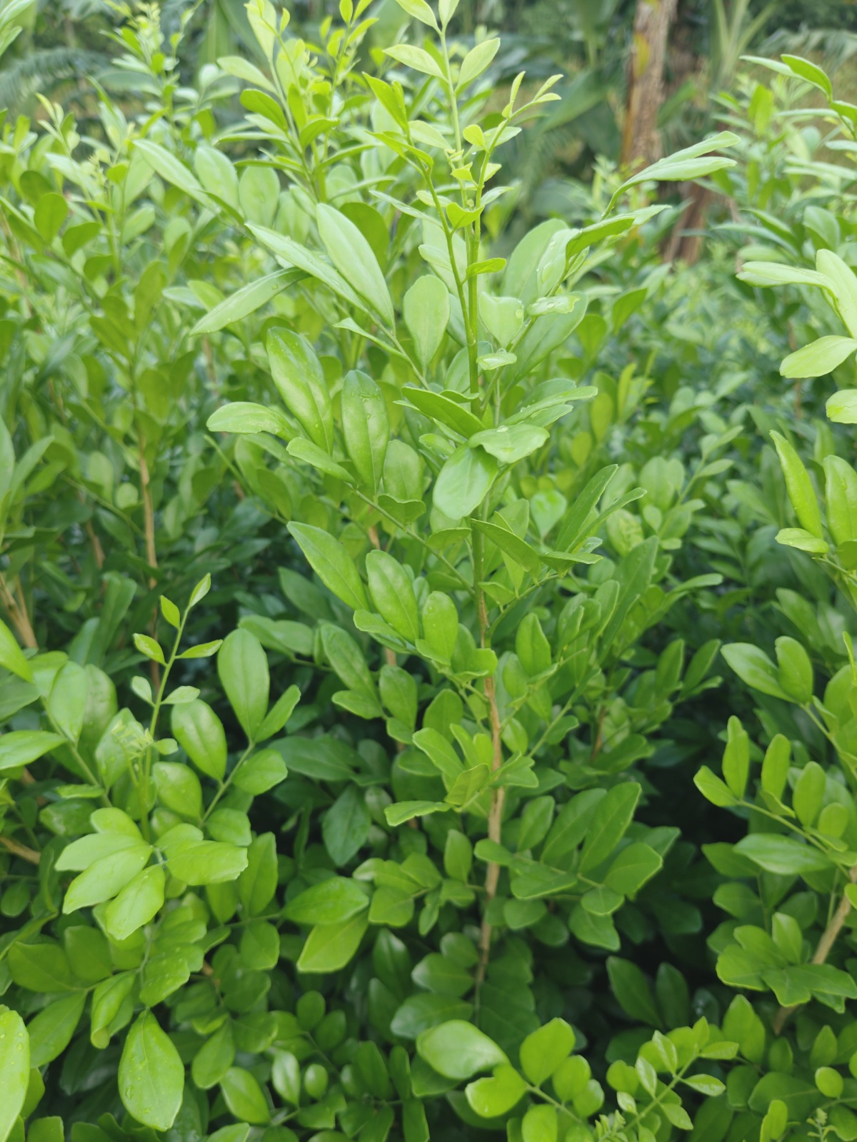 Kamini Leaves