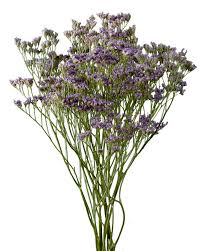 Limonium