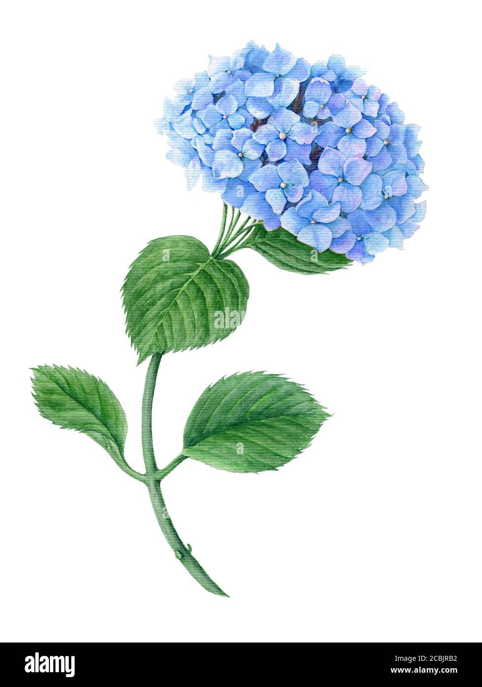 Hydrangea