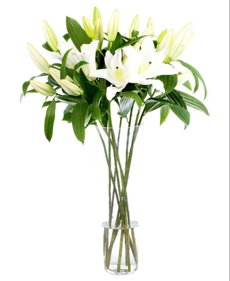 Oriental Lily