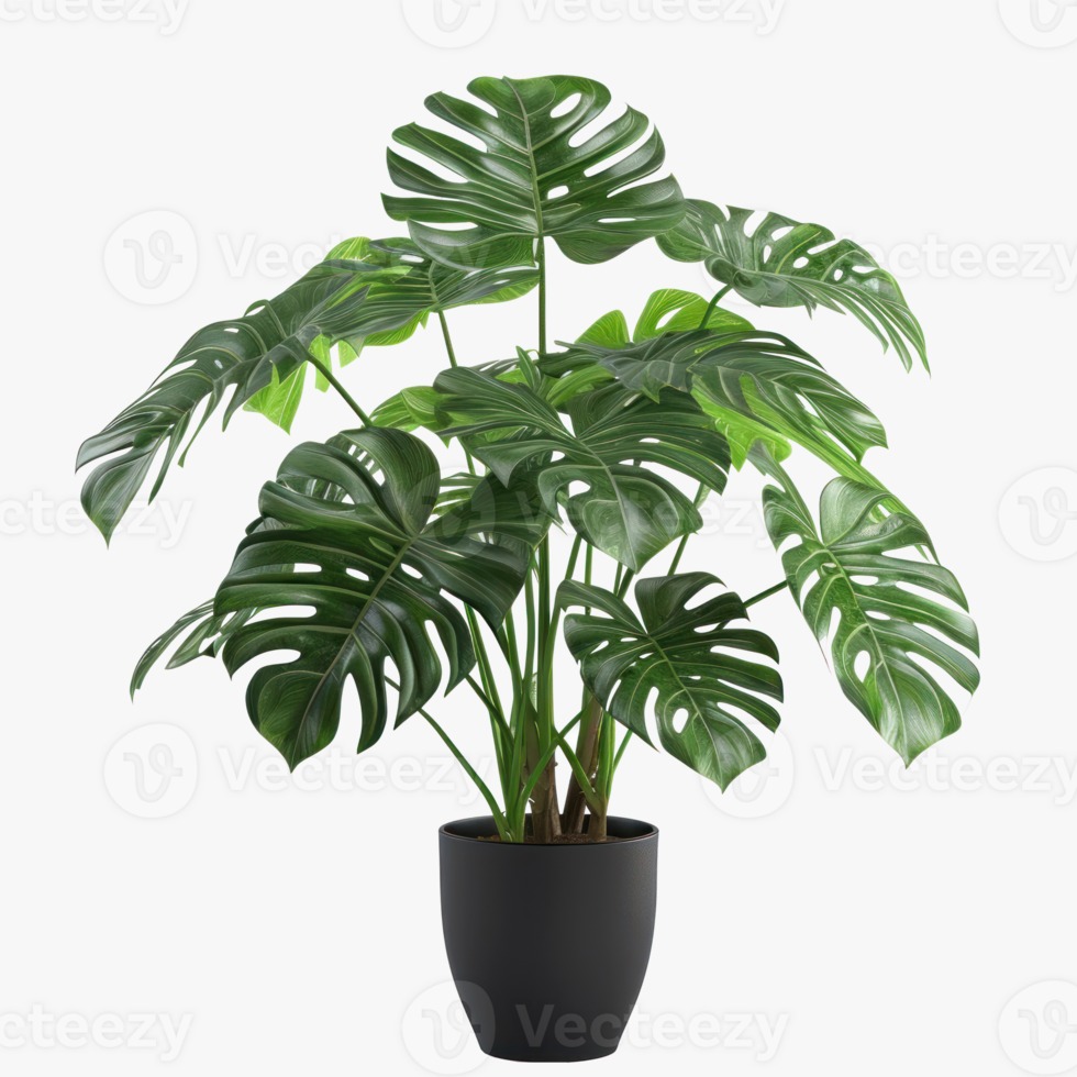 Monstera