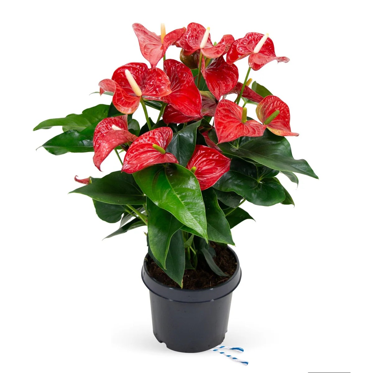 Anthurium Plant