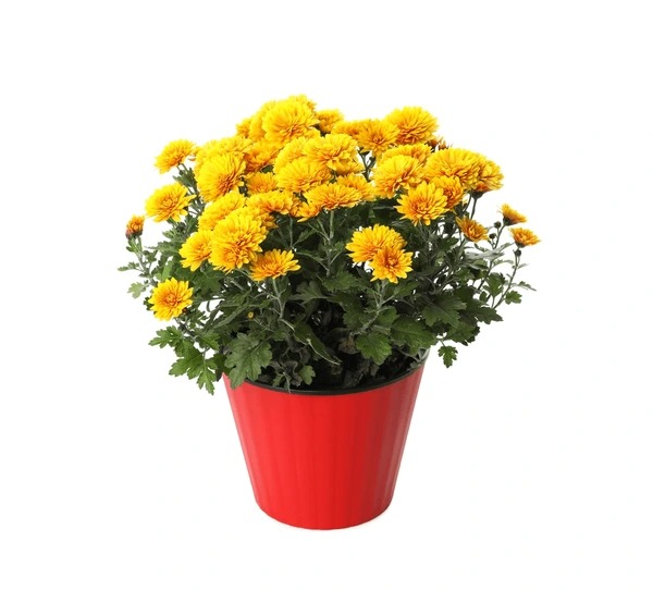 Chrysanthemum
