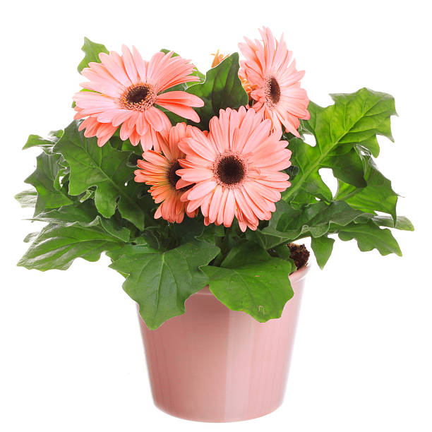 Gerbera Saplings