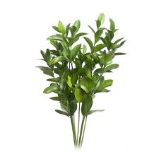 Ruscus