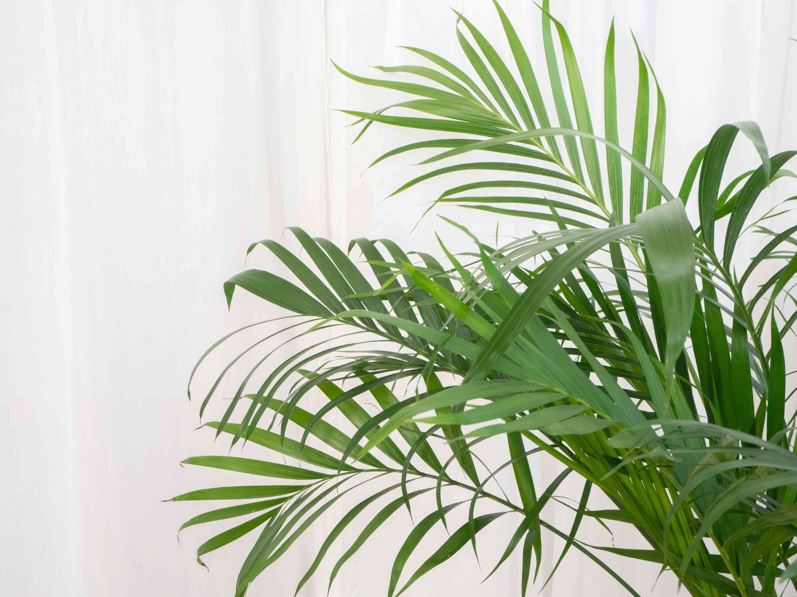 Palms