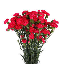 Spray Rose