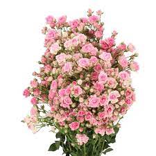 Spray Carnation