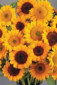 Sun Flower