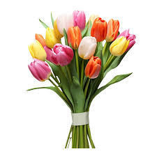 Tulip