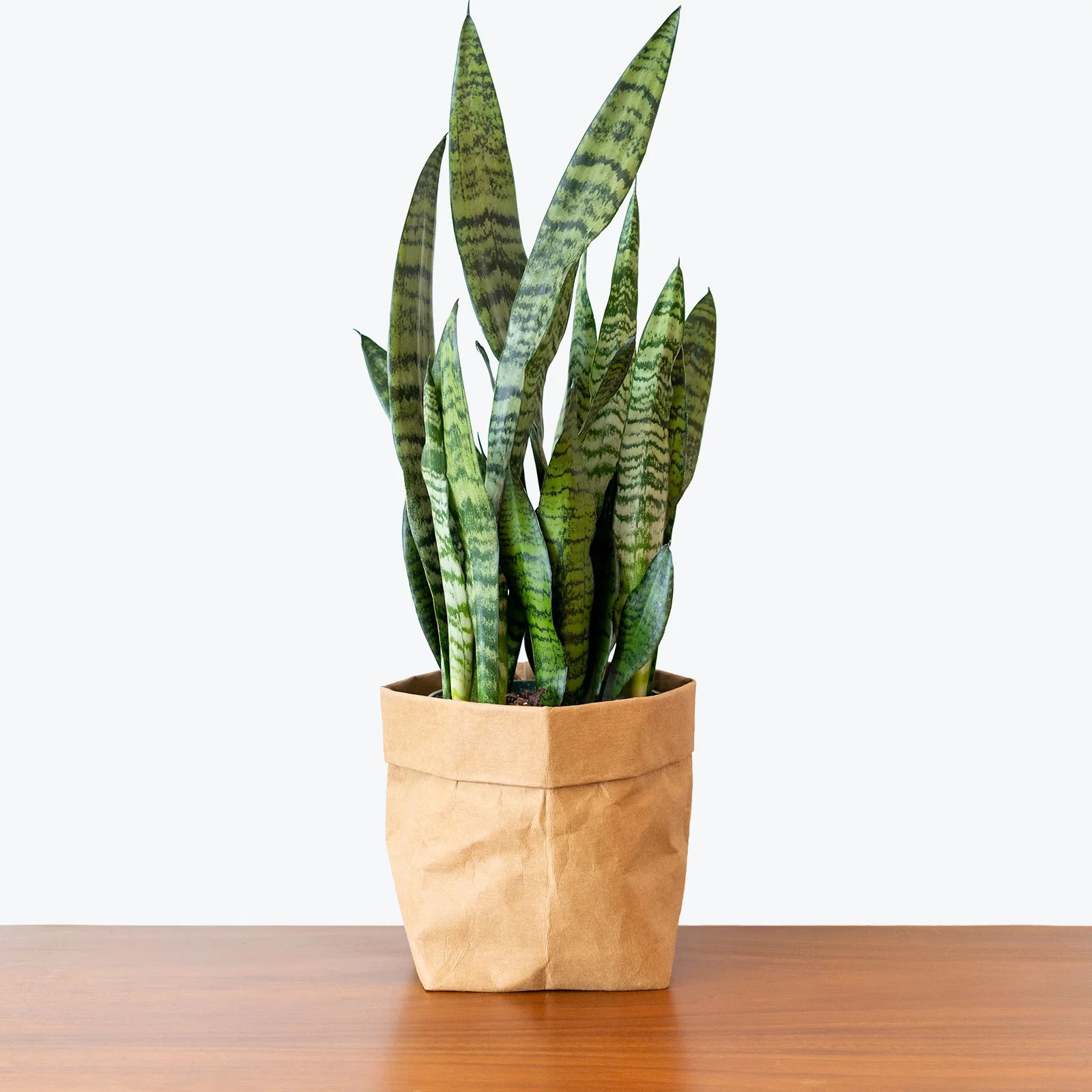 Snake Plant